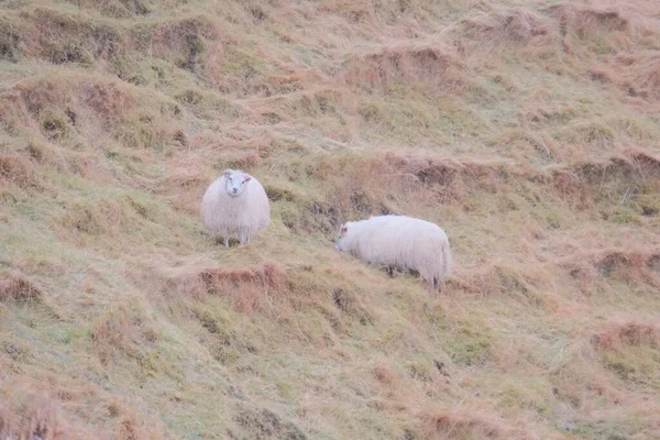 Couple Cute Sheep Grazing Countryside Iceland — Foto Stock