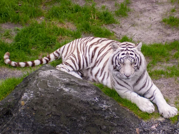 Tigre Branco Branqueado Deitado Grama Perto Pedra — Fotografia de Stock