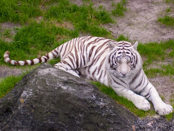 Een Gebleekte Witte Tijger Liggend Het Gras Nabij Steen — Stockfoto