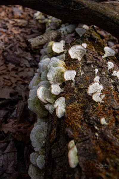 Vertical Closeup Shot Wild Mushrooms Grown Rock — Zdjęcie stockowe