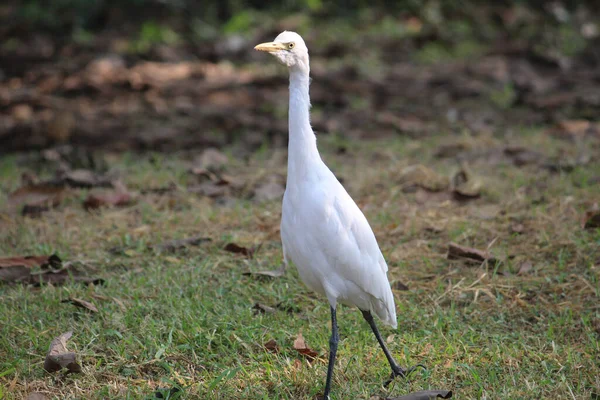 Close Shot Lovely White Egret Walking Grassy Ground Dry Fallen — Stock Photo, Image