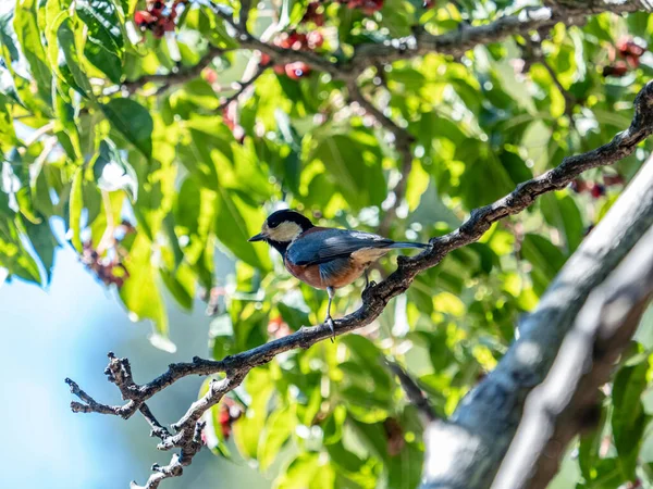 Closeup Shot Varied Tit Bird Sittiparus Varius Yoyogi Park Tokyo — Stock Photo, Image