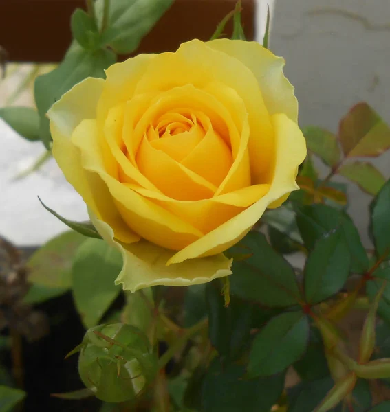 Close Shot Blooming Beautiful Yellow Bengal Rose Garden — стокове фото