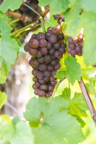 Een Verticaal Shot Van Rijpe Vinograda Een Wijngaard — Stockfoto