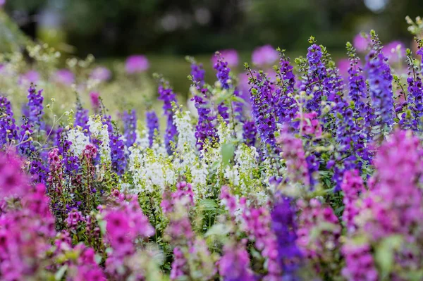 Meadow Blooming Pink Purple Larkspur Flowers — Stok fotoğraf