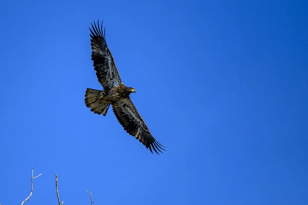 Beautiful View Great Black Wild Falcon Flying Blue Sky Fully — Stockfoto