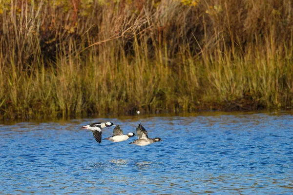 Bufflehead Ducks Fly Water Marsh Bucephala Albeola Waterford Connecticut —  Fotos de Stock