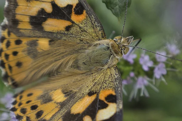 Bir Bitkinin Üzerindeki Boyalı Kadın Kelebeğin Aşırı Yakın Çekimi — Stok fotoğraf