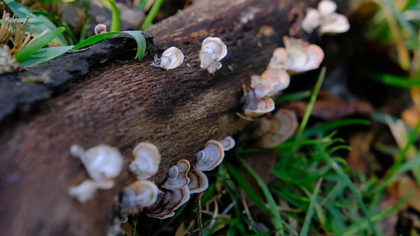 Eine Nahaufnahme Von Pilzen Die Auf Einem Baum Wachsen — Stockfoto