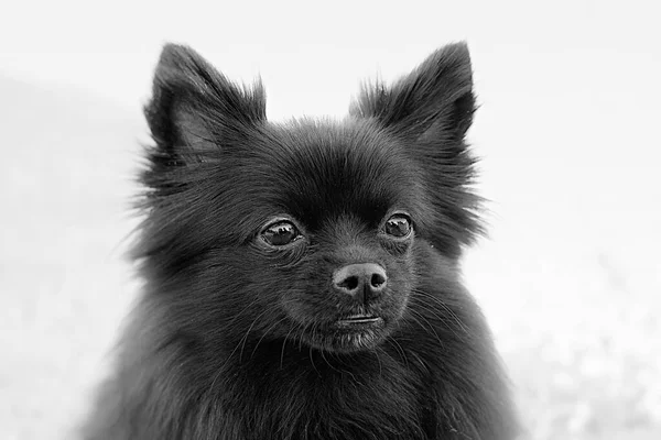 Portrait Black Pomeranian Toy Dog — Photo