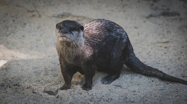 Otters Swimming Playing Peacefully — Stock Photo, Image