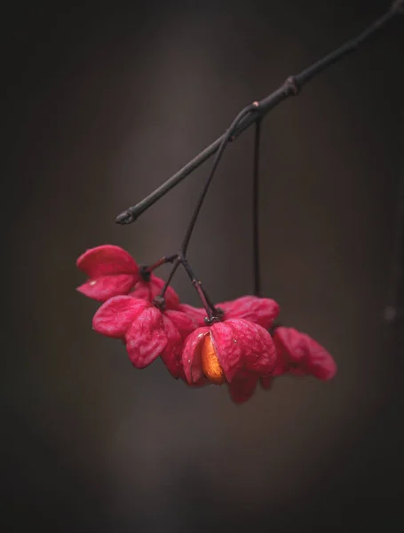 Vertical Shot Branch Red European Spindle Flowers — Stok fotoğraf