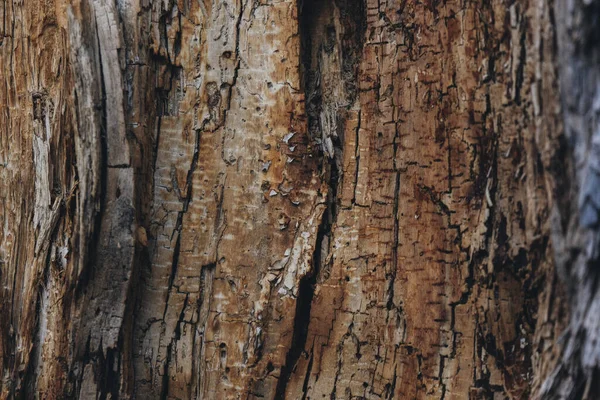 Brown Texture Tree Bark Background — Photo