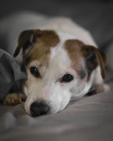 Primer Plano Adorable Jack Russell Terrier Acostado Cama — Foto de Stock