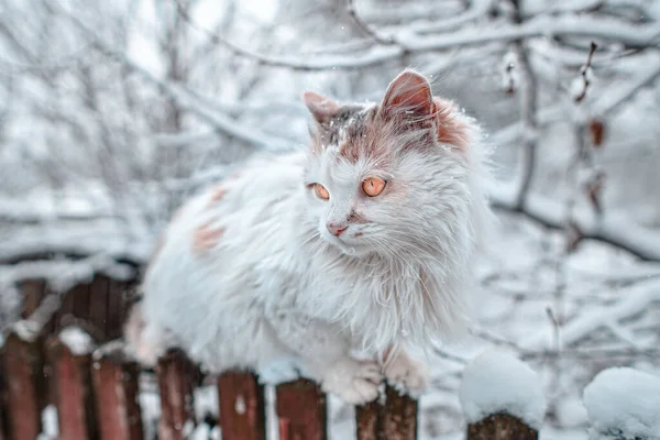 Closeup Shot Frozen White Cat Fence Snowy Winter — Fotografia de Stock