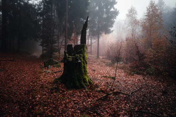 Una Hermosa Vista Del Otoño Bosque Bávaro Tronco Alemania — Foto de Stock
