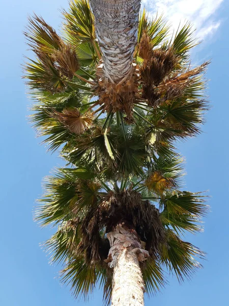 Gros Plan Angle Bas Palmiers Sous Ciel Bleu Clair Floride — Photo