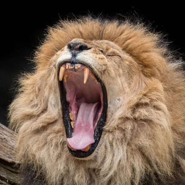 Closeup Shot Lion Roaring Its Mouth Widely Open — Stock fotografie