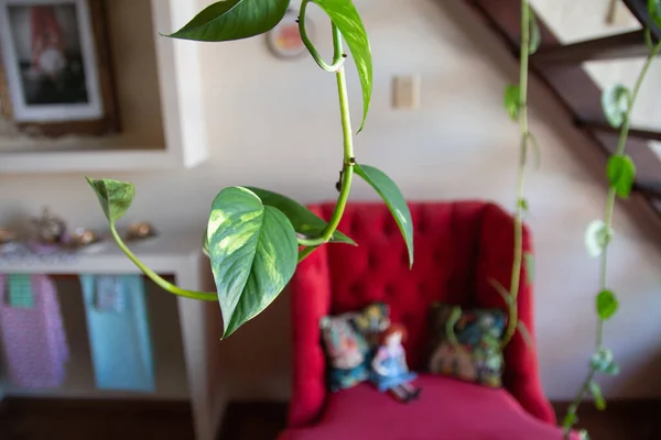 Climbing Plants Home Decor — Stockfoto