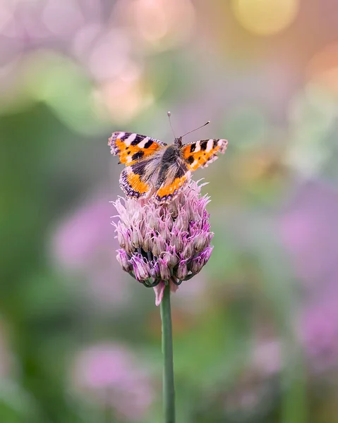 Vertical Shot Butterfly Perched Flower Blurred Background — Photo
