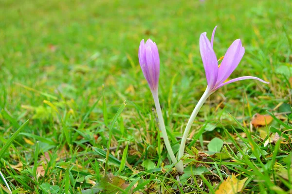 Close Shot Colchicum Flower Growing Grass — Photo