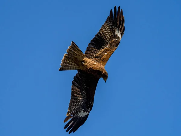 Scenic View Black Eared Kite Milvus Migrans Lineatus Hovering Sky — 스톡 사진