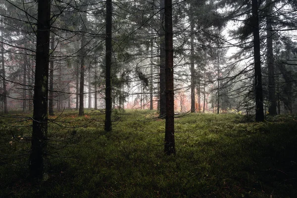 Het Beierse Bos Met Mist Avond Herfst Bavarian Duitsland — Stockfoto