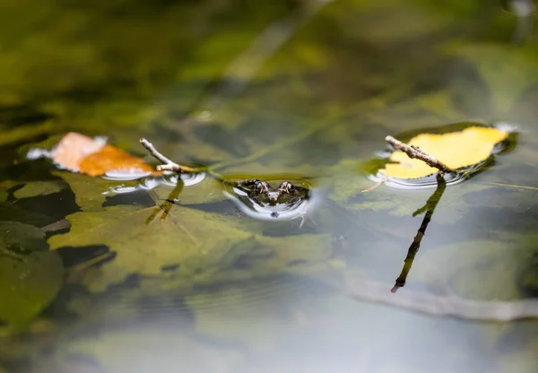 Small Frog Head Peeking Out Lake — Fotografia de Stock