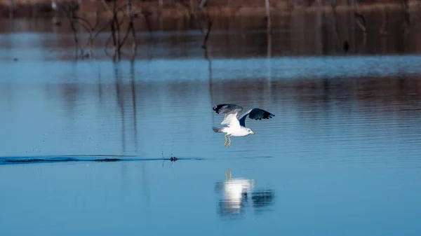 Beautiful Shot Aquatic Bird Landing Lake Reflection — Stockfoto