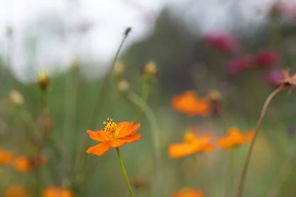 Closeup Shot Blooming Orange Sulfur Cosmos Flower — ストック写真