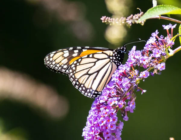 在绽放的花朵上 一只帝王蝴蝶的特写镜头 — 图库照片