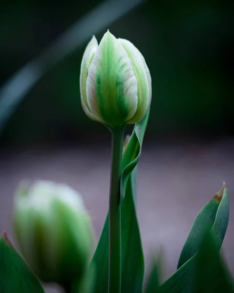 Een Prachtige Witte Tulp Bloem Bloeiende Binnen Tuin — Stockfoto
