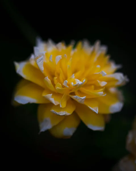 Bahçedeki Parlak Sarı Bir Yıldız Çiçeği — Stok fotoğraf