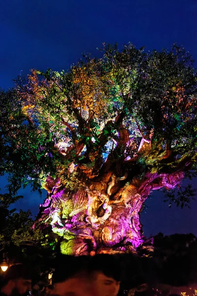 Plano Vertical Del Árbol Vida Disney Por Noche — Foto de Stock
