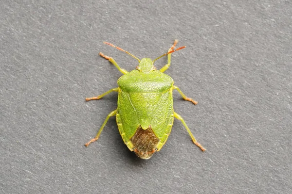 Macro Shot Green Stink Bug Gray Surface — Foto Stock