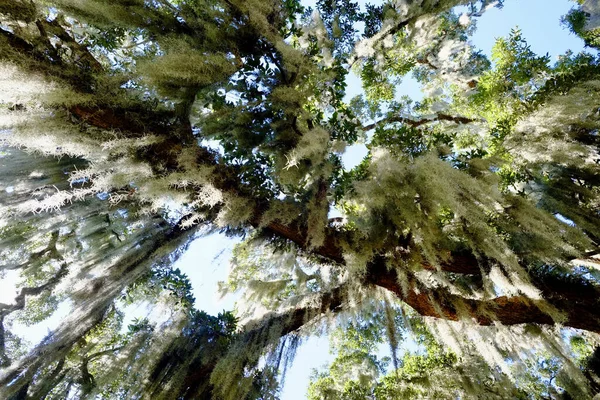 Closeup Shot Spanish Moss Oak Tree — Stok fotoğraf