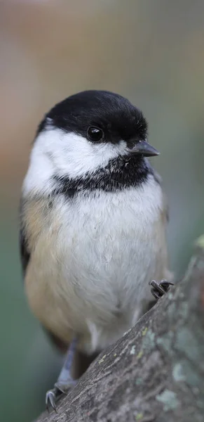 Closeup Black Capped Chickadee Perched Branch — Stock Photo, Image