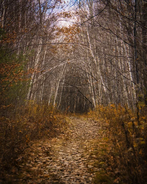 Ścieżka Otoczona Jesiennymi Drzewami Lesie — Zdjęcie stockowe