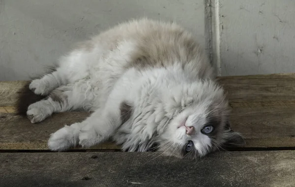 Close Gato Bonito Ragdoll Com Belos Olhos Azuis — Fotografia de Stock
