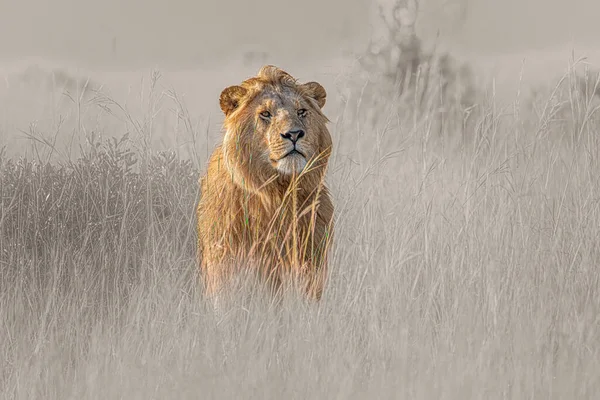 Beautiful Big Lion Resting Grassy Field Looking Away — Stockfoto