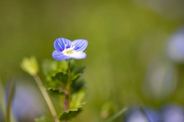 Speedwell Çiçeklerinin Yakın Plan Çekimi — Stok fotoğraf