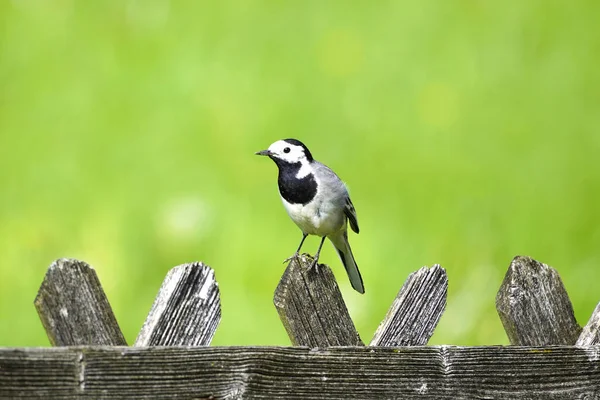 Closeup Wagtail Bird Wooden Fence Blurred Background — Fotografia de Stock