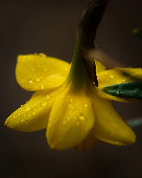 Primer Plano Una Flor Narciso Amarillo Con Gotas Rocío — Foto de Stock