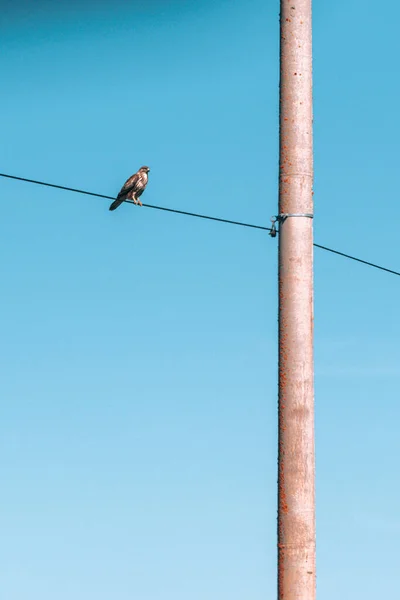 青い空に向かって針金の上に鳥の垂直ショット — ストック写真