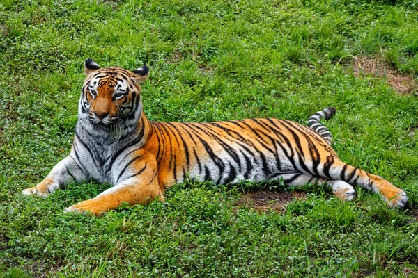 Gros Plan Tigre Couché Dans Zoo — Photo