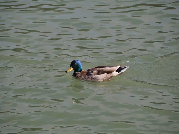 Vue Canard Colvert Flottant Dans Lac — Photo