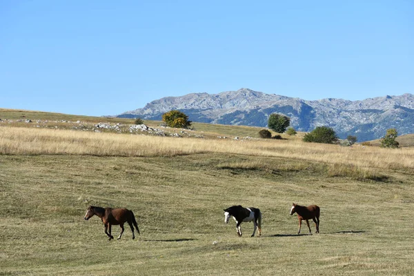 Beautiful Shot Three Horses Field Mountain Background — Zdjęcie stockowe