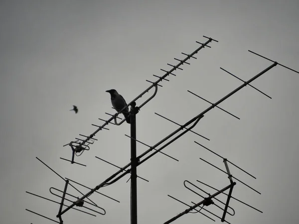 Bird Antenna Heavy Raining — 图库照片