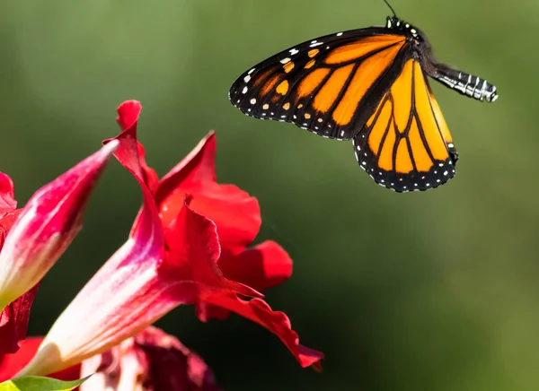 Closeup Shot Monarch Butterfly Flying Blooming Flower — Foto Stock