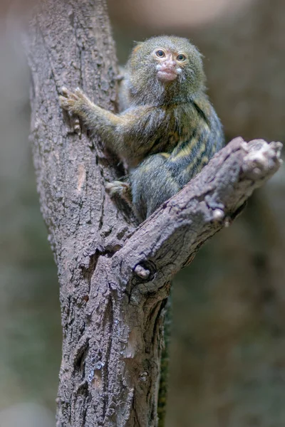 Μια Επιλεκτική Φωτογραφία Του Pygmy Marmoset Ένα Δέντρο — Φωτογραφία Αρχείου